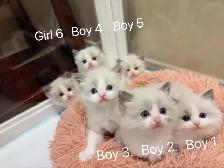 (Video) Dark blue eyes ragdoll kittens