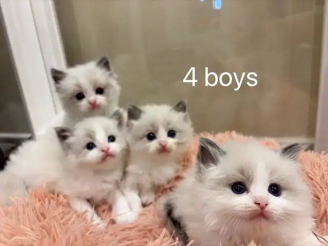 (Video) Dark blue eyes ragdoll kittens - Photo 2