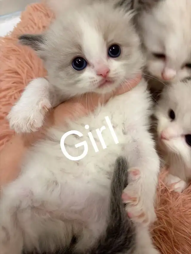(Video) Dark blue eyes ragdoll kittens - Photo 3