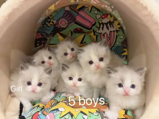 (Video) Dark blue eyes ragdoll kittens - Photo 7