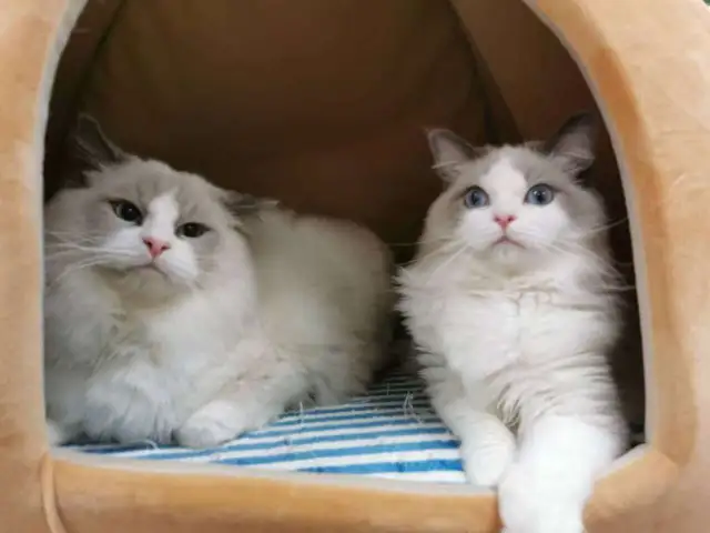 (Video) Dark blue eyes ragdoll kittens - Photo 8