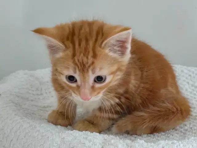 Lovely Kittens Looking for New Home