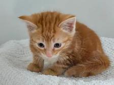 Lovely Kittens Looking for New Home