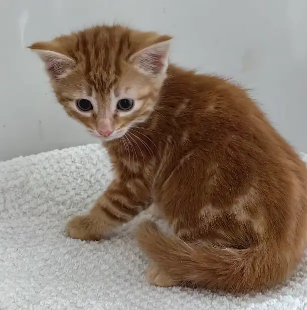 Lovely Kittens Looking for New Home - Photo 2