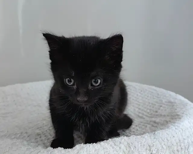 Lovely Kittens Looking for New Home - Photo 3