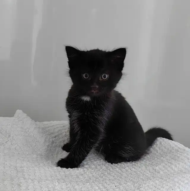 Lovely Kittens Looking for New Home - Photo 4