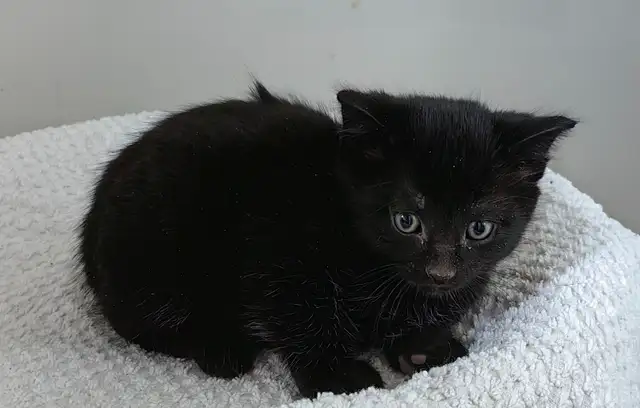 Lovely Kittens Looking for New Home - Photo 5