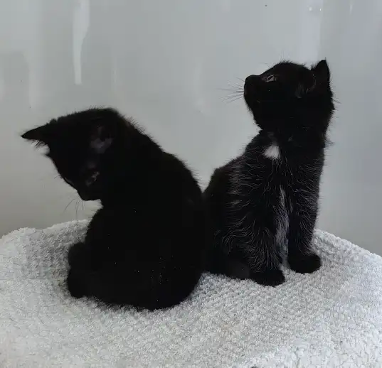 Lovely Kittens Looking for New Home - Photo 6