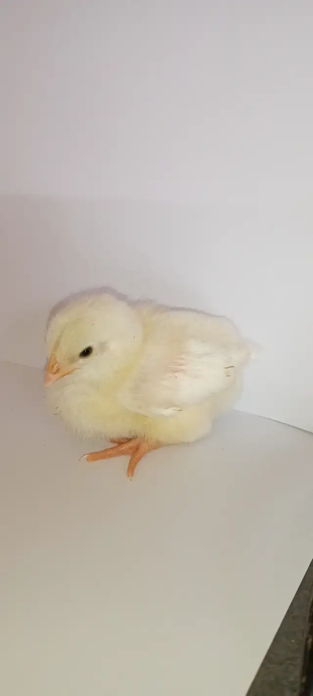 Leghorn chicks - Photo 2