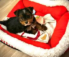 RESERVED SWEET TINY TOY MORKIE BOY