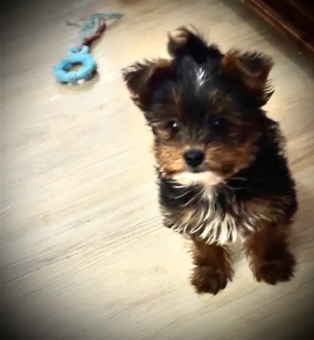 RESERVED SWEET TINY TOY MORKIE BOY - Photo 2