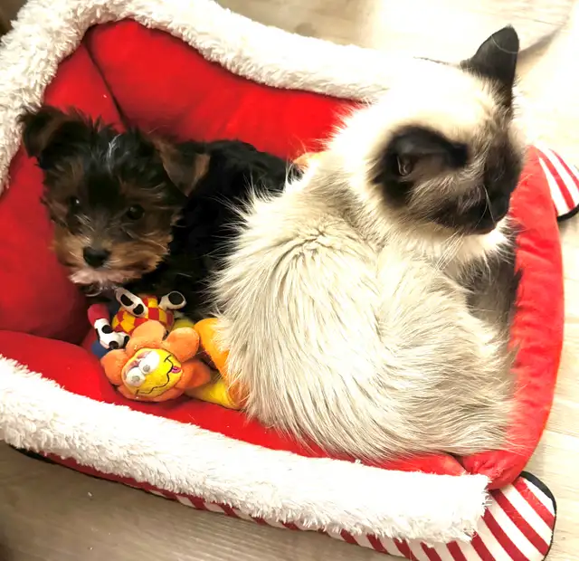 RESERVED SWEET TINY TOY MORKIE BOY - Photo 3