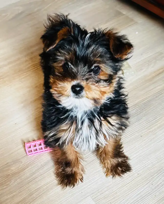 RESERVED SWEET TINY TOY MORKIE BOY - Photo 4