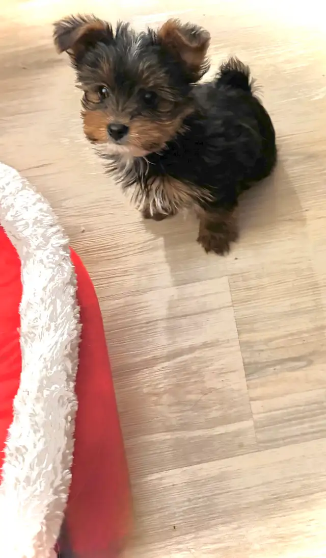 RESERVED SWEET TINY TOY MORKIE BOY - Photo 5