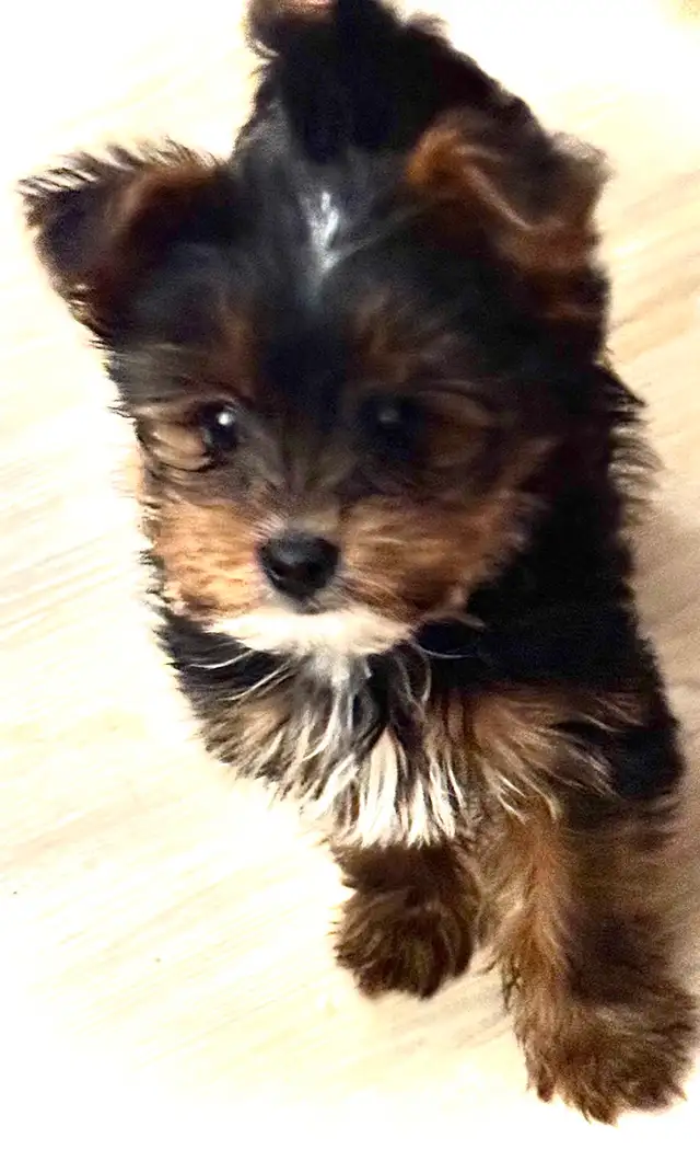 RESERVED SWEET TINY TOY MORKIE BOY - Photo 6