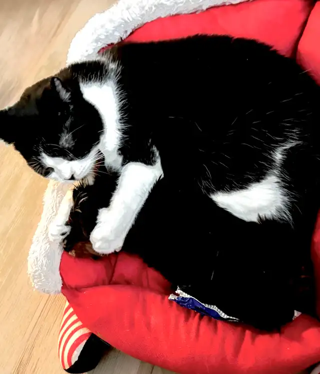 RESERVED SWEET TINY TOY MORKIE BOY - Photo 7