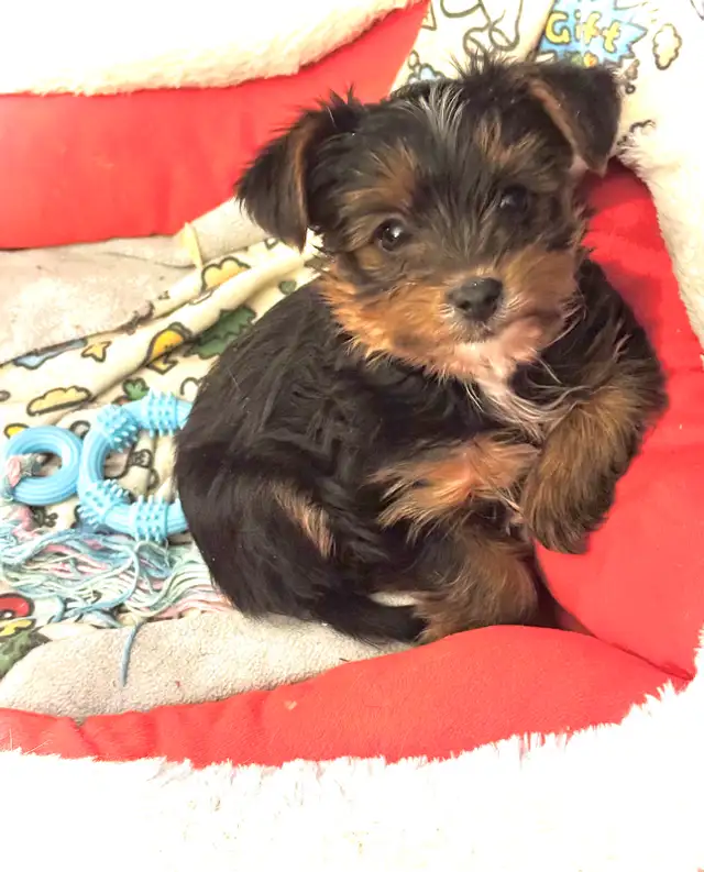 RESERVED SWEET TINY TOY MORKIE BOY - Photo 8