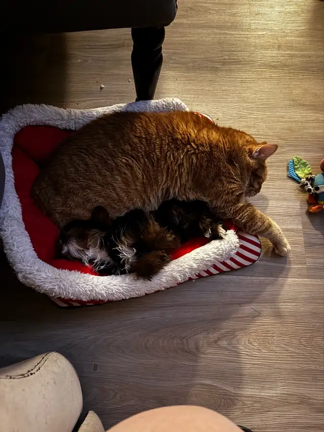 RESERVED SWEET TINY TOY MORKIE BOY - Photo 9