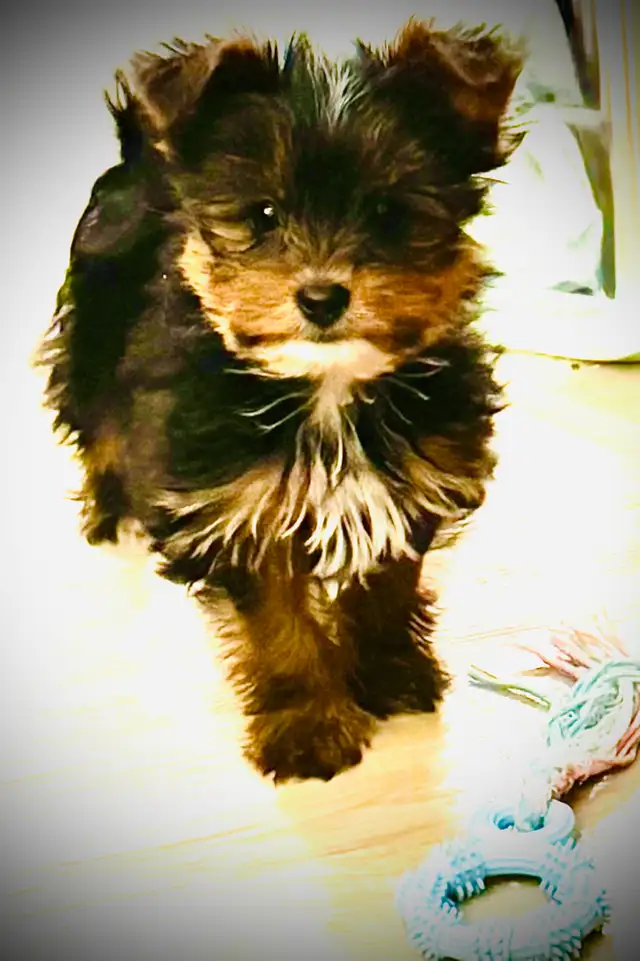RESERVED SWEET TINY TOY MORKIE BOY - Photo 10