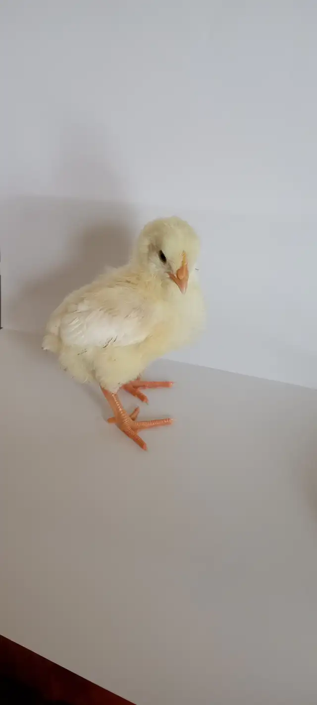 Leghorn chicks - Photo 3