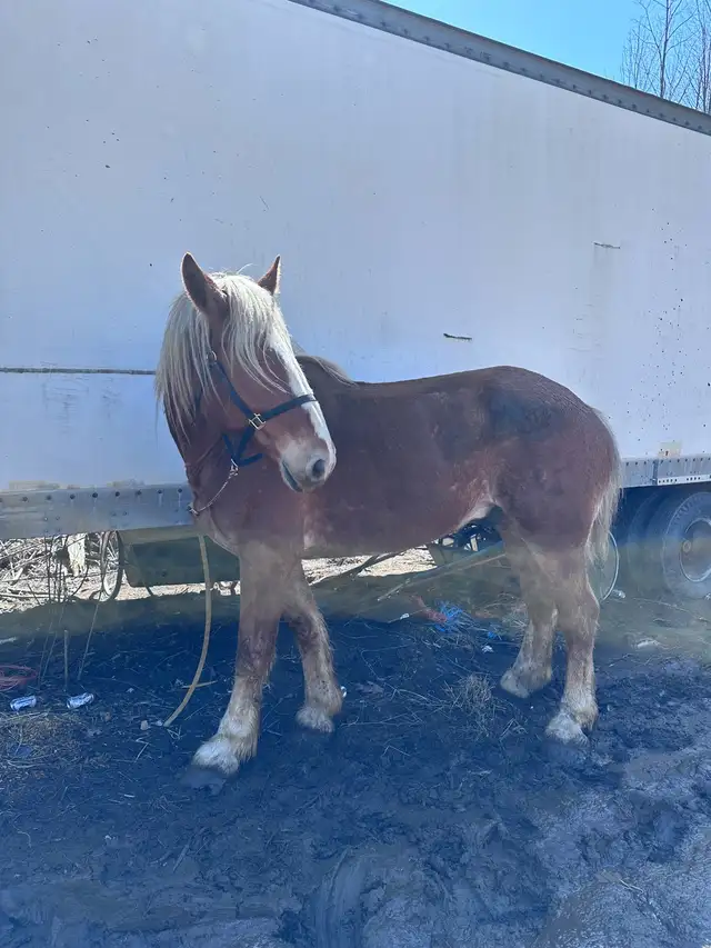 6 year old Belgian - Photo 3