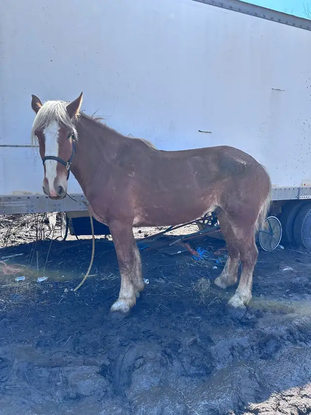 6 year old Belgian - Photo 4