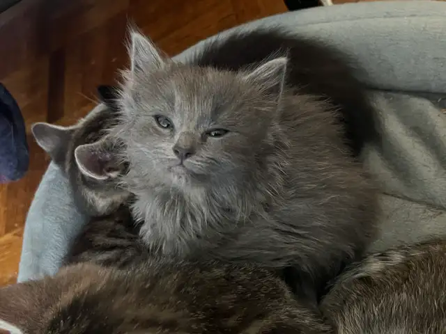 kittens for sale - Photo 2