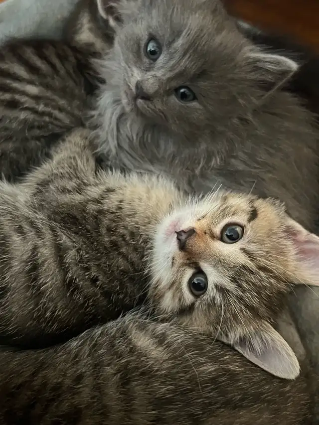 kittens for sale - Photo 3