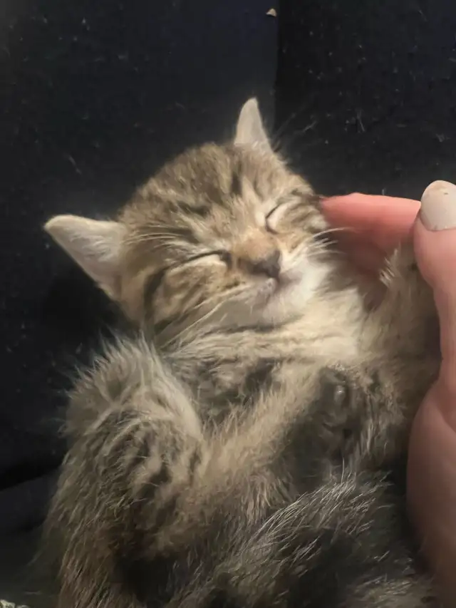 kittens for sale - Photo 4