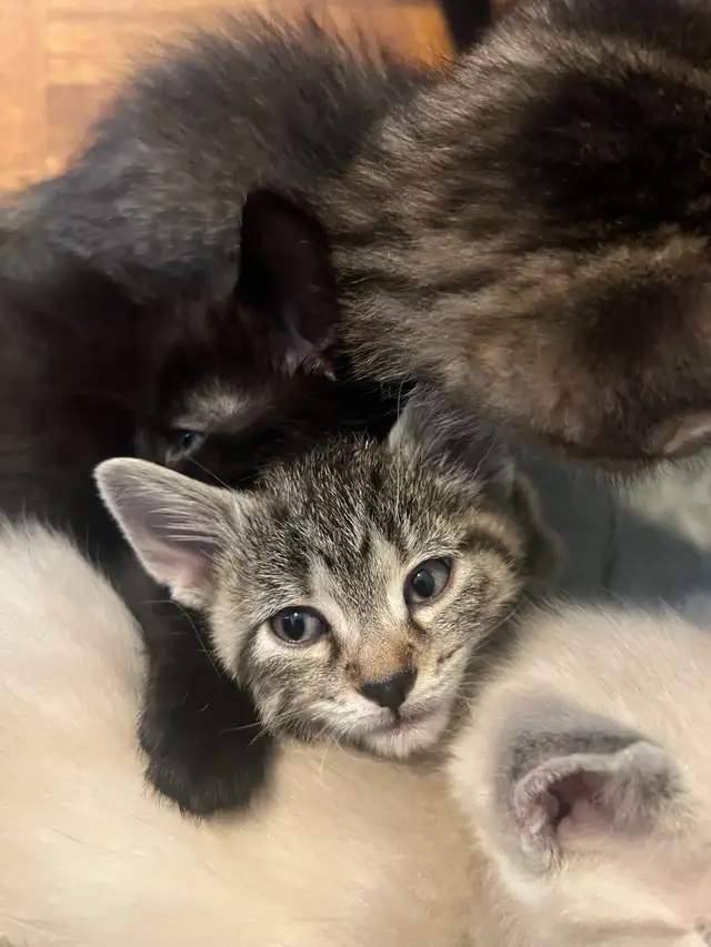 kittens for sale - Photo 5