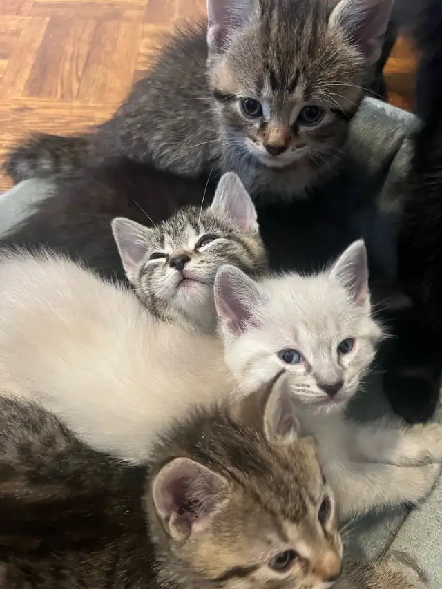 kittens for sale - Photo 6