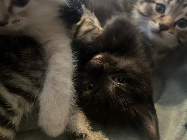 kittens for sale - Photo 8