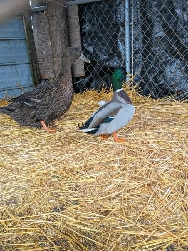 Ducks for Sale – Friendly Pair Available