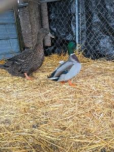 Ducks for Sale – Friendly Pair Available