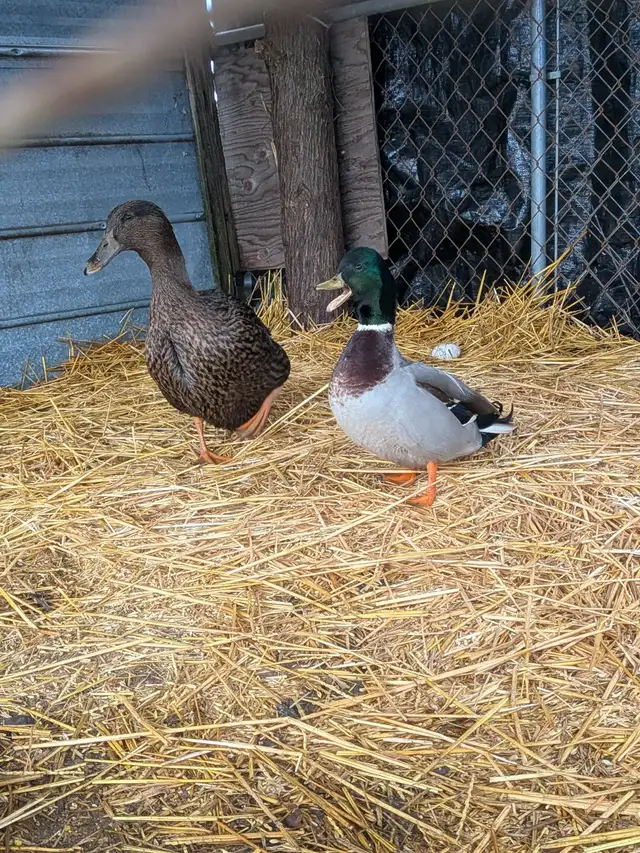 Ducks for Sale – Friendly Pair Available - Photo 2