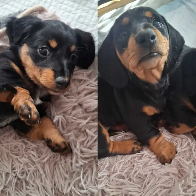 Dachshund Puppies!!