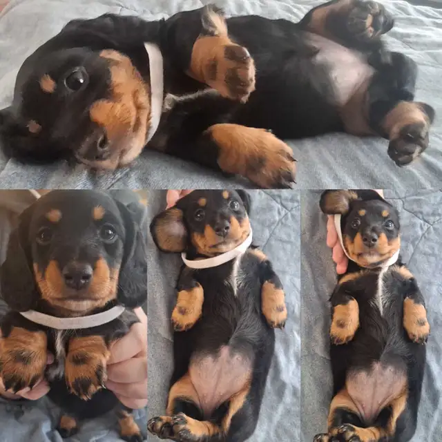 Dachshund Puppies!! - Photo 2