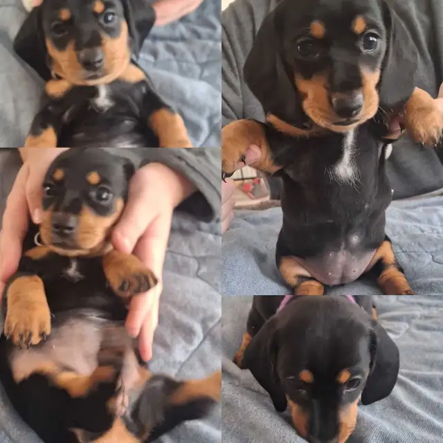 Dachshund Puppies!! - Photo 3