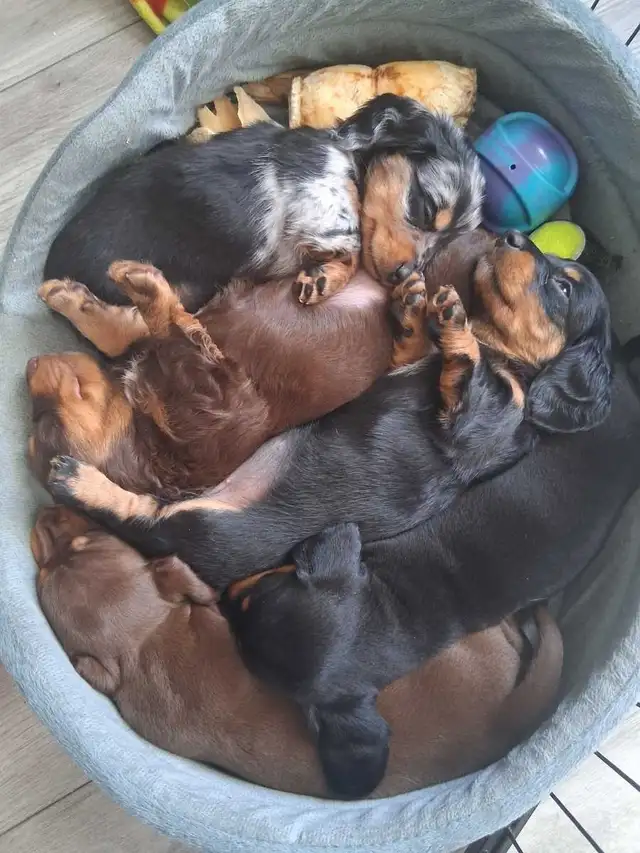 Dachshund Puppies!! - Photo 4