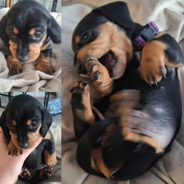Dachshund Puppies!! - Photo 5