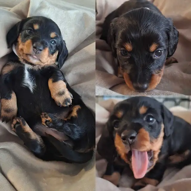 Dachshund Puppies!! - Photo 6