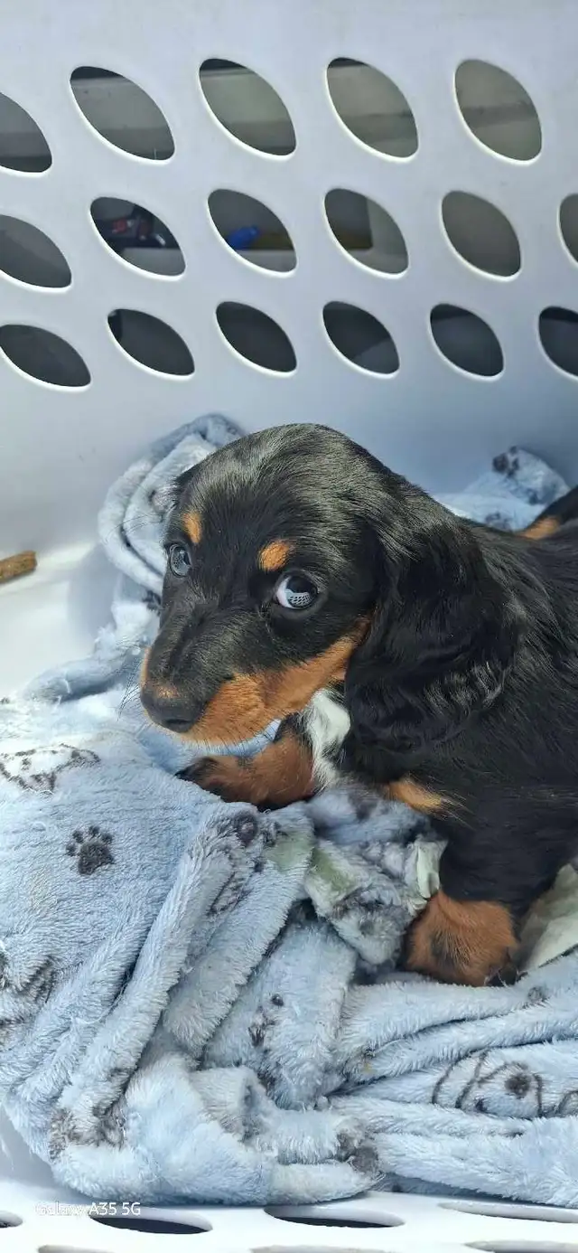 Dachshund Puppies!! - Photo 7