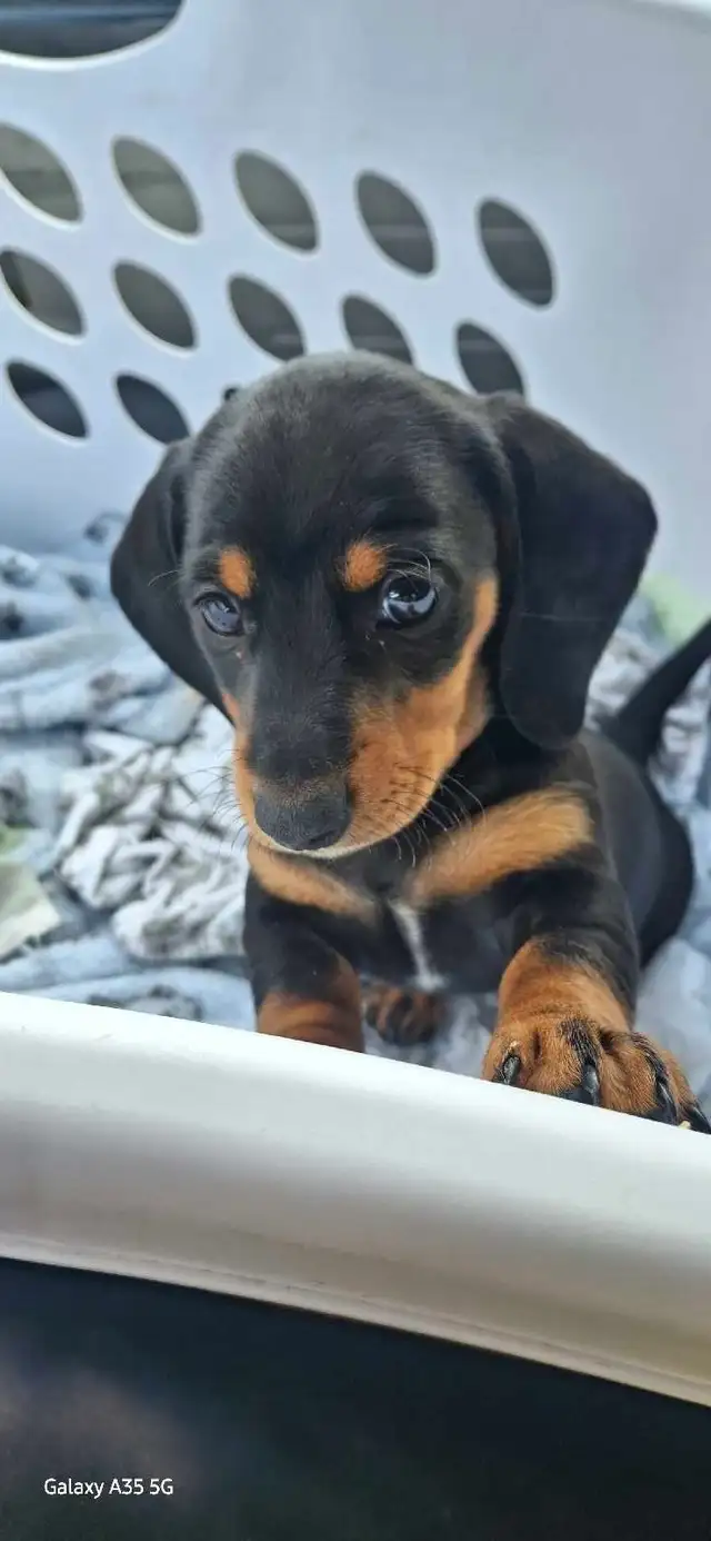 Dachshund Puppies!! - Photo 8