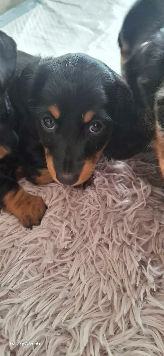 Dachshund Puppies!! - Photo 9
