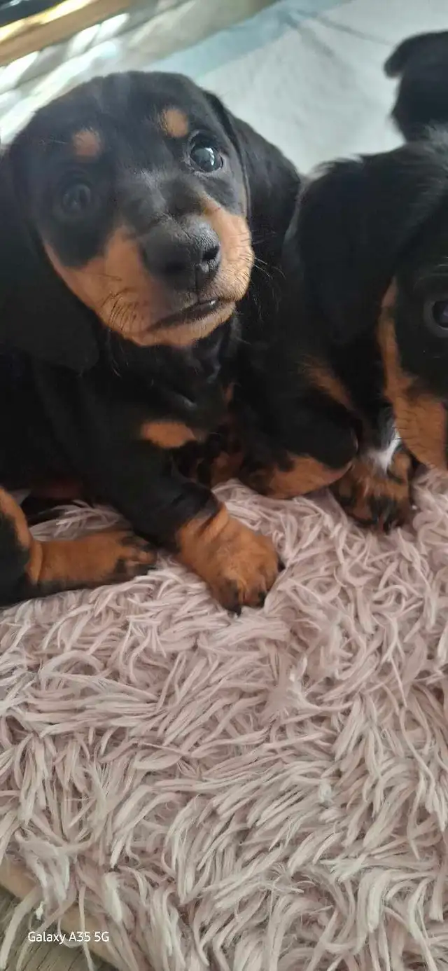 Dachshund Puppies!! - Photo 10