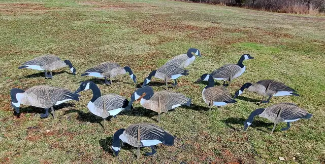 Real geese decoys