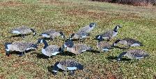 Real geese decoys