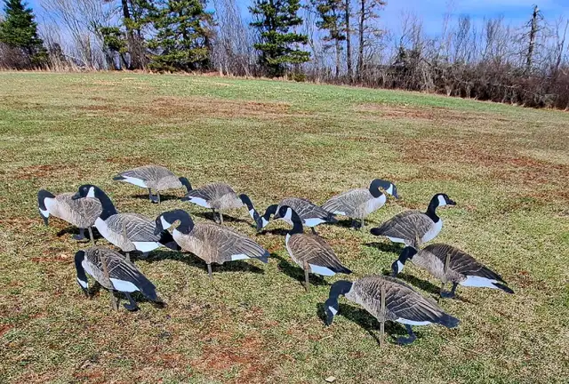 Real geese decoys - Photo 2