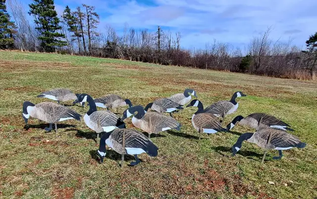 Real geese decoys - Photo 3