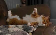 Fully vetted young cats and kittens